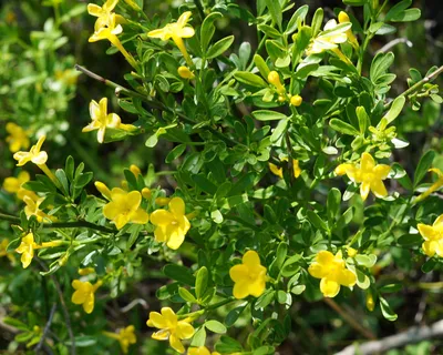 Семена Жасмин желтый кустарниковый (Jasminum fruticans), 15 штук — купить в  интернет-магазине по низкой цене на Яндекс Маркете