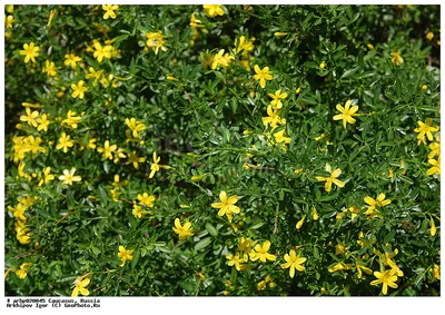 Japanise Jasmine, Jasminum mesnyi, японский жасмин | Flowers, Green, Jasmine