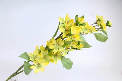 Желтый Nudiflorum жасмин Jasminum в саду Стоковое Фото - изображение  насчитывающей обваловки, стена: 195207340