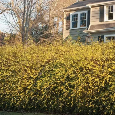 Jasminum fruticans - Изображение особи - Плантариум