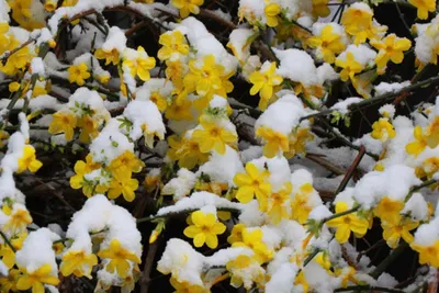 Фотография Жасмин кустарниковый (Jasminum fruticans) | Фотобанк  ГеоФото/GeoPhoto | GetImages Group