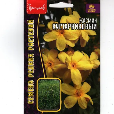 Растения Сочи - Жасмин каскадный жёлтый 250₽ @ Сочи, Лоо | Facebook