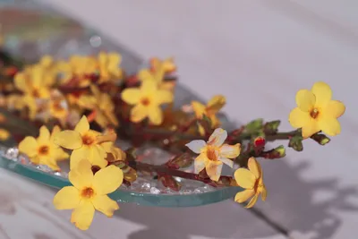 Гном Жёлтый Жасмин ( Dwarf Jasmine Yellow, США, Австралия)