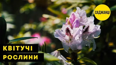 Жасмин зимний