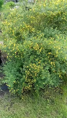 Гном Жёлтый Жасмин ( Dwarf Jasmine Yellow, США, Австралия) — Семена Томатов