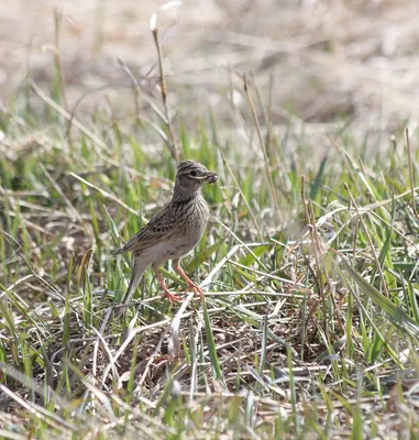 Полевой жаворонок Alauda arvensis Eurasian Sky Lark