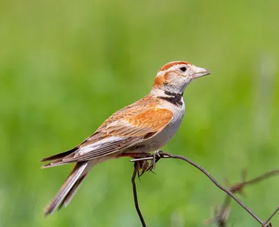 Рогатый жаворонок (Eremophila alpestris)