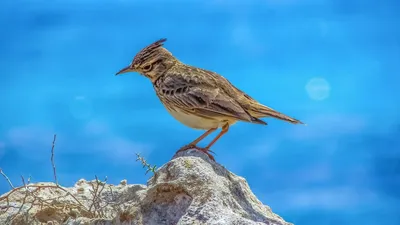 Хохлатый жаворонок Galerida cristata Crested lark