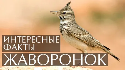 Хохлатый жаворонок — птичий символ 2017 года в Беларуси |  Природно-экологический музей