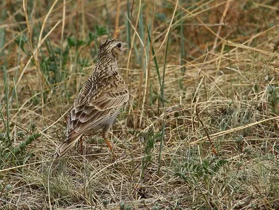 Рогатый жаворонок (peregrina) - eBird