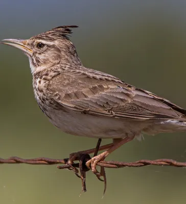 Полевой жаворонок [группа arvensis] - eBird