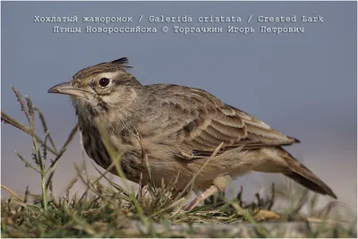 Фотографія Посмітюха | Хохлатый жаворонок | Crested Lark | Galerida  cristata | / Владислав Молодід / photographers.ua