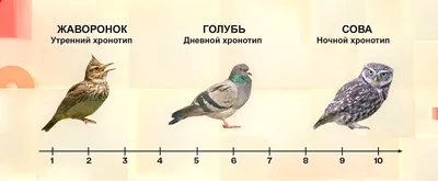 Сова, жаворонок, голубь: хронотипы человека. Часть 1