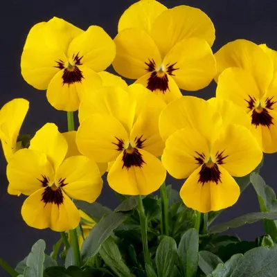 Фиалка жёлтая (Viola lutea) - PictureThis