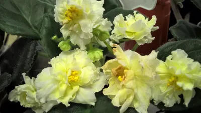 Каталог — Фиалка алтайская желтая (Viola altaica) купить саженцы семена