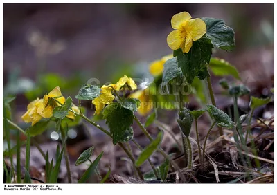 Фиалкомир - цветущий сад | Желтая фиалка ЛЕ-Золото Нибелунгов | Дзен