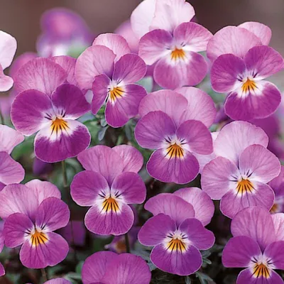 Фиалка одноцветковая — Википедия