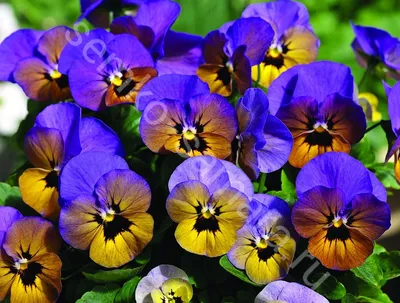 Садовая фиалка — цветы любимые с детства | Нежные Лепестки | Дзен