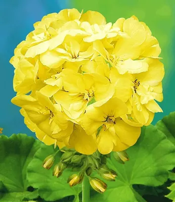 Сорта герани: лимонная, lara harmony, полевая, розовая. Герань гималайская  садовая посадка и уход | Geraniums, Geranium plant, Flowers perennials