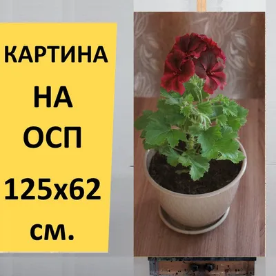 Пеларгония зональная 'First Yellow (ID#1170539370), цена: 150 ₴, купить на  Prom.ua