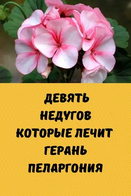 Герань — купить в Красноярске. Горшечные растения и комнатные цветы на  интернет-аукционе Au.ru
