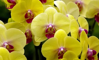 Желтая орхидея фото