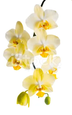 Купить Искусственные Орхидеи желтые 2 ветки латекс в кашпо, 55см, ФитоПарк  по выгодной цене в интернет-магазине OZON.ru (422109463)