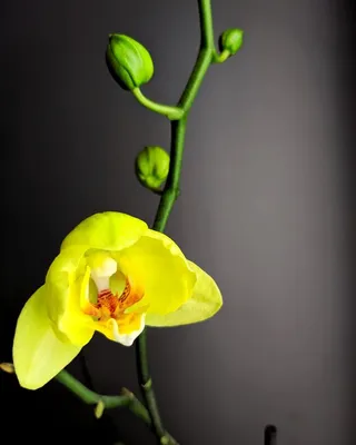 Желтая Орхидея Фаленопсис — стоковые фотографии и другие картинки Орхидея -  Орхидея, Жёлтый, Фаленопсис - iStock