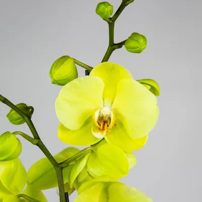 Желтая орхидея фото фотографии