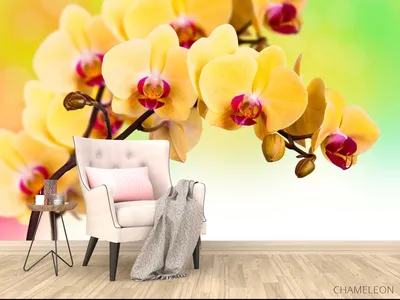Орхидея Цимбидиум жёлтая (00032) купить поштучно с доставкой в Архангельске