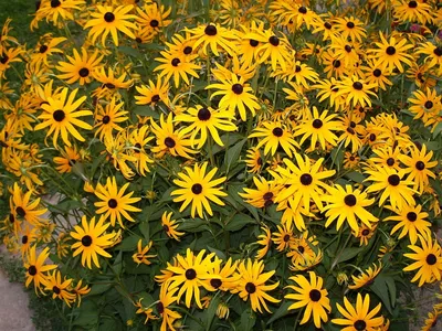Цветы желтые ромашки с коричневой серединкой (47 фото) - 47 фото