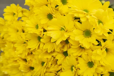 Подарить Хризантема кустовая желтая Ромашка цена 190 ₽ доставка в Томске