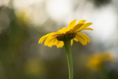 Желтые ромашки в поле | Plants, Garden