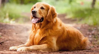 Желтая собака фото фотографии