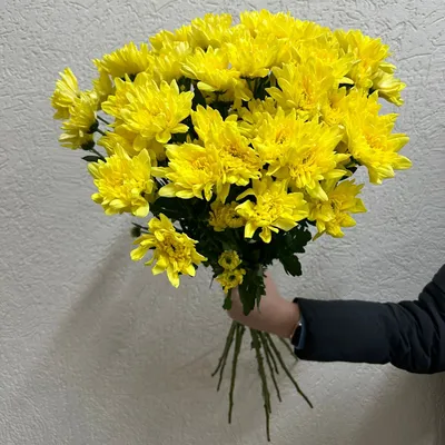 Желтые хризантемы фото фотографии