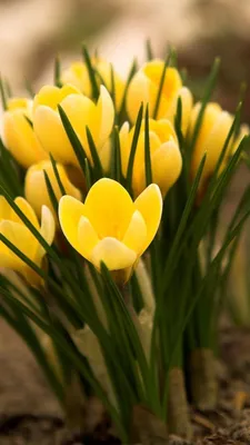 Краисивые ярко-желтые крокусы | Frühling blumen, Frühlingsblumen bilder,  Frühlingsblumen