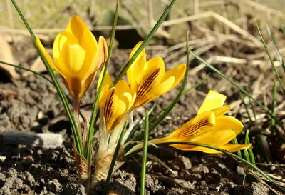 Желтые крокусы цветут Цветки весны в древесинах Стоковое Изображение -  изображение насчитывающей кровопролитное, природа: 143963305