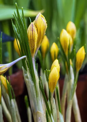 Желтые Крокусы И Подснежники — стоковые фотографии и другие картинки Snow  Crocus - Snow Crocus, Без людей, Ботаника - iStock