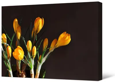 Крокусы Желтые Цветы Ранняя Весна - Бесплатное фото на Pixabay - Pixabay