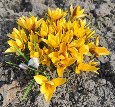 цветки желтые крокусы в саду весной Стоковое Изображение - изображение  насчитывающей крокус, флора: 224239281