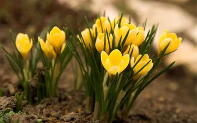 Скачать обои цветы, лепестки, весна, желтые, крокусы разрешение 2048x1337  #121535