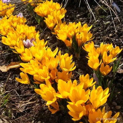 Крокус желтый (Crocus flavus) - «Каждую весну в апреле, как только начинает  сходить снег, я с удовольствием наблюдаю как распускаются жёлтые крокусы. А  самую дорогую в мире пряность ШАФРАН тоже делают из