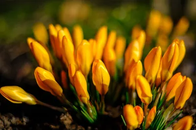Красивые Весенние Фиолетовые Белые Желтые Цветы Крокусы Боке Фоне Солнечном  стоковое фото ©YAYImages 259978162