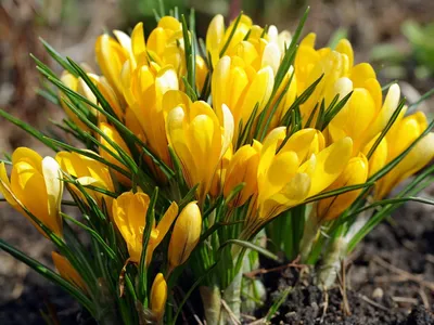 Крокус Желто-белый (Crocus Yellow-White) - Луковицы крокусов - купить  недорого Крокусы в Москве в интернет-магазине Сад вашей мечты