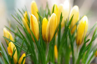 Крокусы Желтый Весна - Бесплатное фото на Pixabay - Pixabay