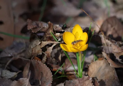 Крокус желтый (Crocus flavus) - «Каждую весну в апреле, как только начинает  сходить снег, я с удовольствием наблюдаю как распускаются жёлтые крокусы. А  самую дорогую в мире пряность ШАФРАН тоже делают из