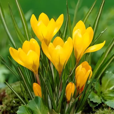 Дача, дизайн, ландшафт, сад. on Instagram: “Белый и жёлтые крокусы - яркие  краски весны 😃” | 노란색 꽃, 노란 꽃, 고급 꽃