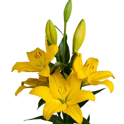 Желтые лилии купить в Саратове недорого