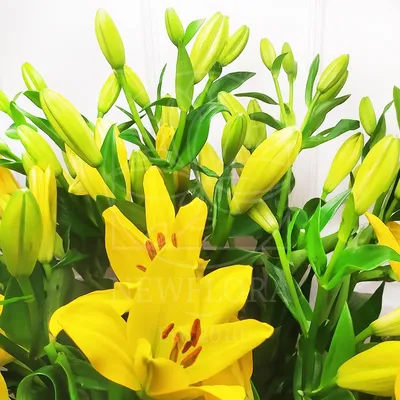 Фотографии желтые Лилии Цветы 3000x2250