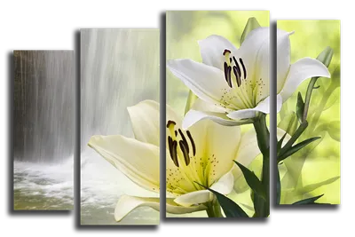Лилии / Lílium - «Желтые, белые, розовые! фото для сравнения» | отзывы